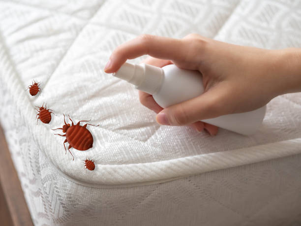 Best Flea Control Services  in Leesville, LA
