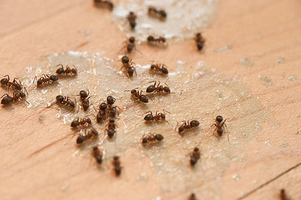 Best Best Pest Control Companies  in Leesville, LA