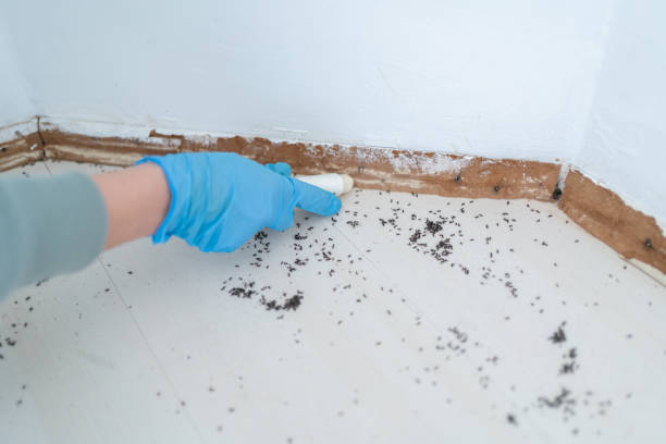 Best Cockroach Control Services  in Leesville, LA